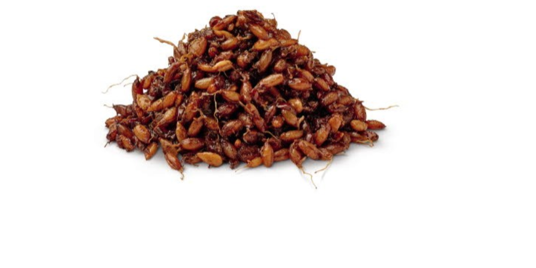 Sproutgrain Rye - Diedzēti Rudzu Graudi